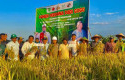 Asian-Agri-Panen-Perdana-Padi-Gogo-di-Lahan-Replanting-Sawit-di-Indragiri-Hulu.jpg