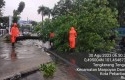 BPBD-Pekanbaru-evakuasi-pohon-tumbang.jpg
