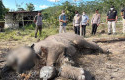 Bangkai-anak-gajah2.jpg
