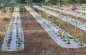 Banjir-rendam-kebun-cabai-di-rupat.jpg