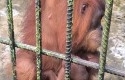 Bayi-orangutan-Ade.jpg