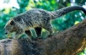 Binturong.jpg