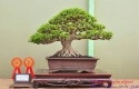 Bonsai-Anting-Putri.jpg