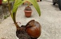 Bonsai-kelapa.jpg