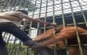 Ditarik-orangutan2.jpg