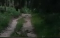 Dua-gajah-liar-di-kebun-sawit.jpg