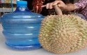 Durian-raksasa.jpg