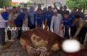 Fathullah-Kurban-Sapi-12-Ton-Digadang-Terbesar-di-Sumatera.jpg