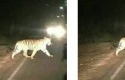 Foto-hoax-harimau.jpg