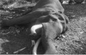 Gajah-Indro.jpg