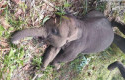 Gajah-Kecil-Tari.jpg