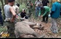 Gajah-Liar-terluka.jpg