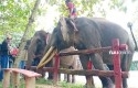 Gajah-Sumatera-di-Riau.jpg