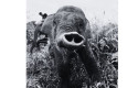 Gajah-Tari2.jpg