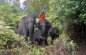 Gajah-Tesso-Nilo2.jpg