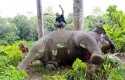 Gajah-dibunuh2.jpg