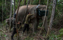 Gajah-dipasangi-GPS-Collar.jpg