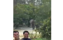 Gajah-liar-dilaporkan-memasuki-perumahan.jpg