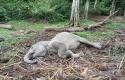 Gajah-mati-di-buluh-cina.jpg