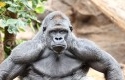 Gorilla-Silverback.jpg