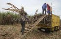 Gula-Koperasi-Petani-Tebu-dapat-Dipasarkan-Lewat-KDKMP.jpg