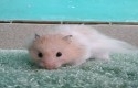 Hamster2.jpg