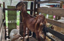 Harga-Kambing-Ketahanan-Pangan-di-Siak-Dinilai-Tak-Wajar-Kambing-Kurus-Rp31-Juta.jpg