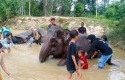 Hari-gajah-sedunia-di-Riau.jpg