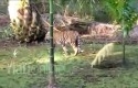 Harimau-Lalu-Lalang.jpg