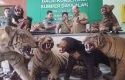Harimau-Sumatera-Awetan-Milik-Mendagri.jpg