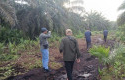 Harimau-Sumatera-di-kebun-sawit.jpg