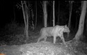 Harimau-Sumatera-terekam-kamera.jpg