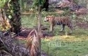 Harimau-berkeliaran1.jpg