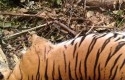 Harimau-betina-tewas.jpg