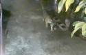 Harimau-di-pemukiaman-mempura.jpg