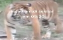 Harimau4.jpg