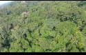 Hutan-Amazon.jpg