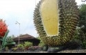 Hutan-Durian.jpg