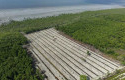 Hutan-Mangrove-Rohil-Dirambah-Polisi-Sita-Excavator-dan-Tangkap-Pengelola-Lahan.jpg