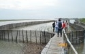 Hutan-Mangrove-Yogya1.jpg