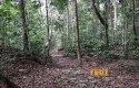 Hutan-adat.jpg