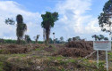 Hutan-di-tengah-kota-Siak-yang-sudah-dibabat.jpg