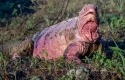Iguana-Pink.jpg
