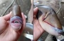 Ikan-punya-gigi-dan-bibir-mirip-manusia.jpg