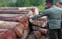 Illegal-Logging4.jpg