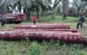 Illegal-Logging6.jpg