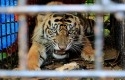 Ilustrasi-Harimau-Sumatera3.jpg