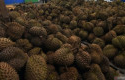 Ilustrasi-durian2.jpg