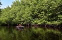 Ilustrasi-hutan-mangrove.jpg