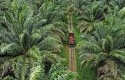 Ilustrasi-jalan-perkebunan-sawit.jpg